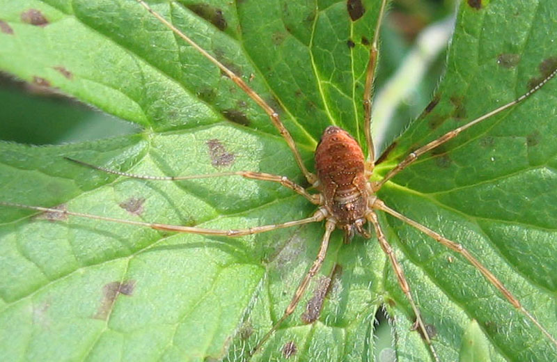 Opilione trentino: Mitopus morio (f)